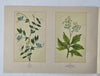 Wild Flowers of North America Botanical Weekly 1894 Maud Humphrey color art