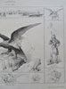 Eagle Symbols French & Roman Empires 1850's scarce antique lithograph print