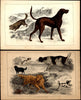 Dog English Setter Spaniel Skye Terrier Blood Hound Golden Retriever 1852 prints