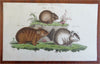 Zoological Prints Rodents Monkeys Hyenas c. 1808 engraved print lot hand color