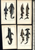 Sharks Fish Poissons c.1830's display collection 4 fine old hand colored prints