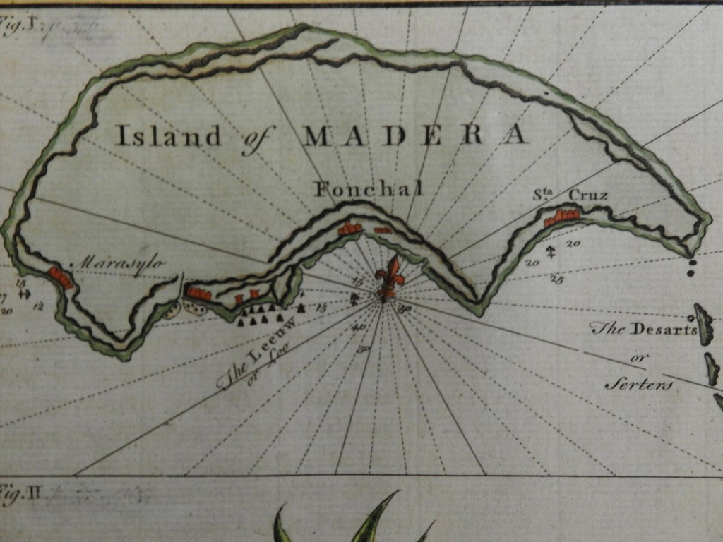 Island of Madeira Atlantic Islands Dragon Tree Dragon's Blood c. 1753 fine map