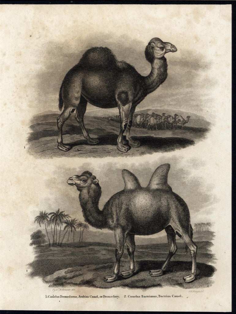 Dromedary Bactrian Camel Desert Dwelling Mammals c.1810 antique engraved print