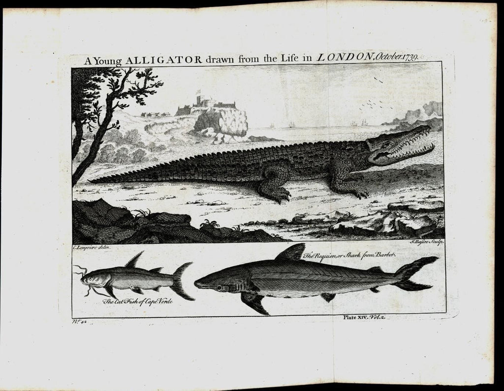 Young Alligator Cat Fish African Aquatic Animals 1745 antique engraved print