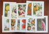Fruit & Vegetable Prints c. 1911 lot x 11 Eggplant Tomato Coconut Pear Cherry