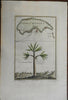 Island of Madeira Atlantic Islands Dragon Tree Dragon's Blood c. 1753 fine map