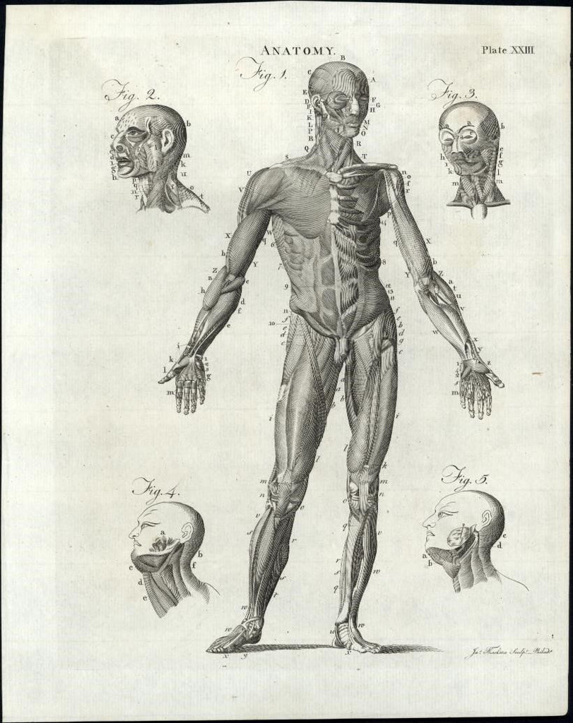 early rare American engraved Anatomy plates c.1794 Scot Thackara