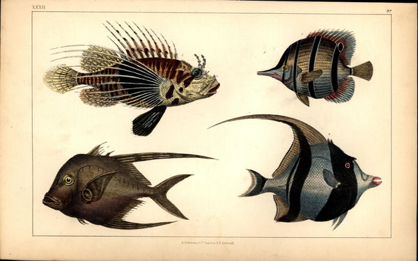 Fish stingray sea life biology science 1852 Fullarton old color prints