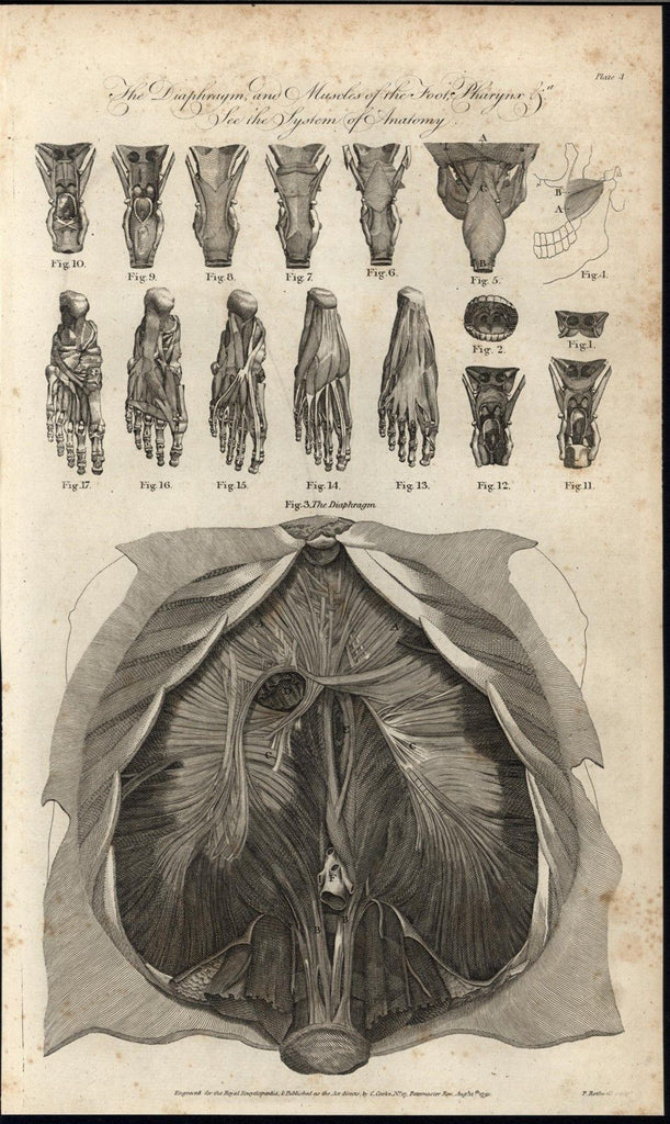 Muscles of the Foot Diaphragm & Pharynx Anatomy 1791 antique engraved print