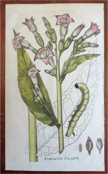 Tobacco Plant Botanical Print Caterpillar 1795 engraved hand colored print