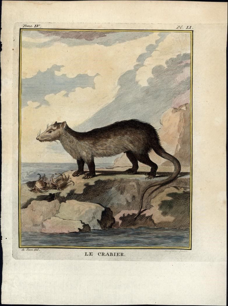 Crabier weasel wonderful 1770's Animal engraved antique print hand color