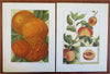 Fruit & Vegetable Prints c. 1911 lot x 11 Eggplant Tomato Coconut Pear Cherry