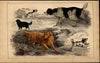 Dog English Setter Spaniel Skye Terrier Blood Hound Golden Retriever 1852 prints