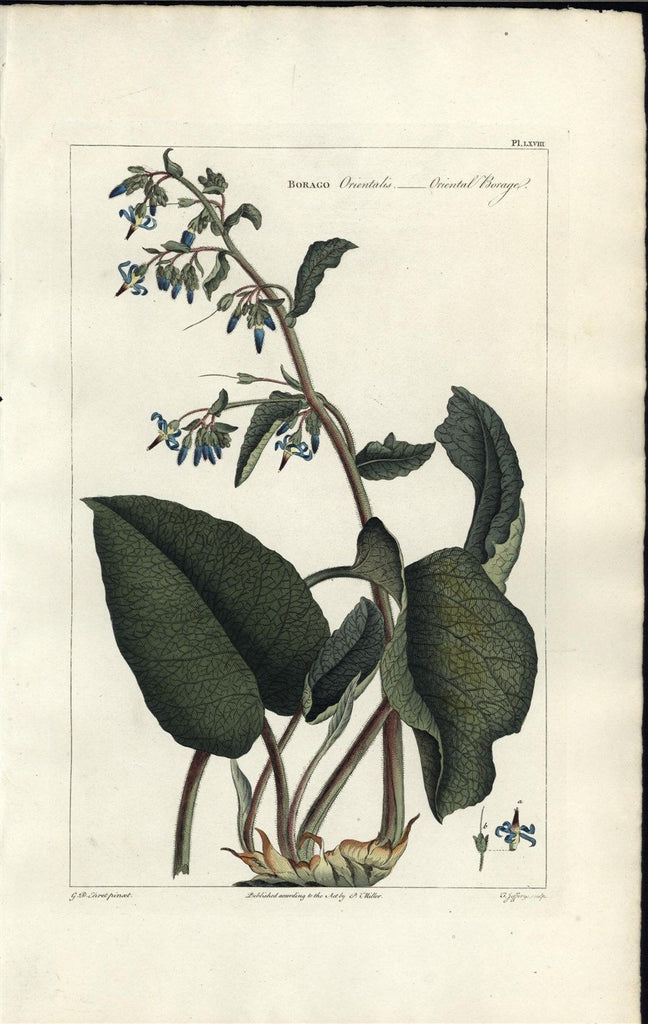 Oriental Borage c.1809 antique hand color Botany print