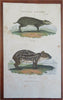 Zoological Prints Rodents Monkeys Hyenas c. 1808 engraved print lot hand color