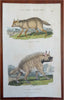 Zoological Prints Rodents Monkeys Hyenas c. 1808 engraved print lot hand color