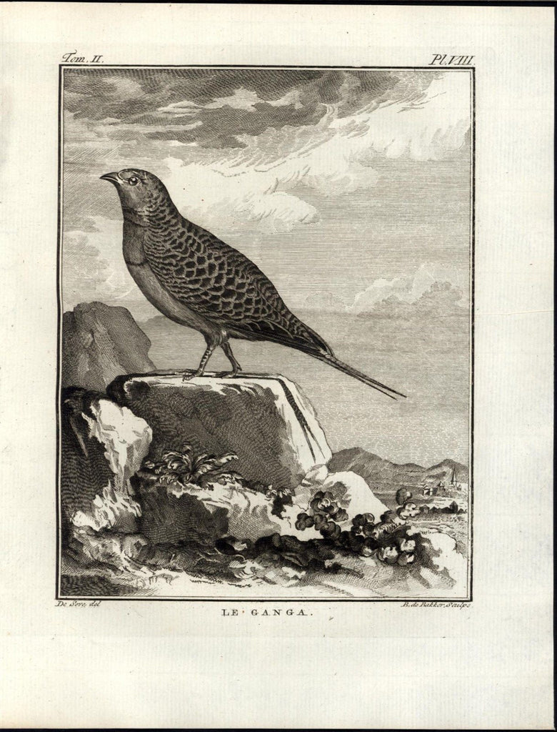 Sand Grouse Seedeater Widespread Species 1796 antique engraved Ornithology print