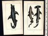 Sharks Fish Poissons c.1830's display collection 4 fine old hand colored prints