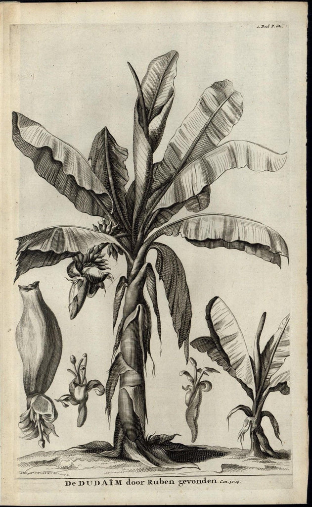 Mandrakes Reuben Found Bible Verse Genesis Plant 1700 antique botanical print