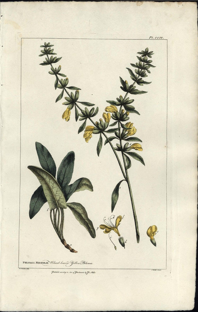 Blunt Leaved Yellow Phlomis c.1809 antique hand color Botany print
