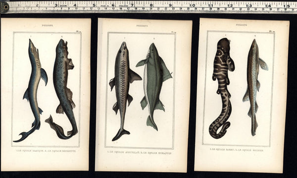 Fish Poissons c.1830's nice display collection 6 fine old hand colored prints