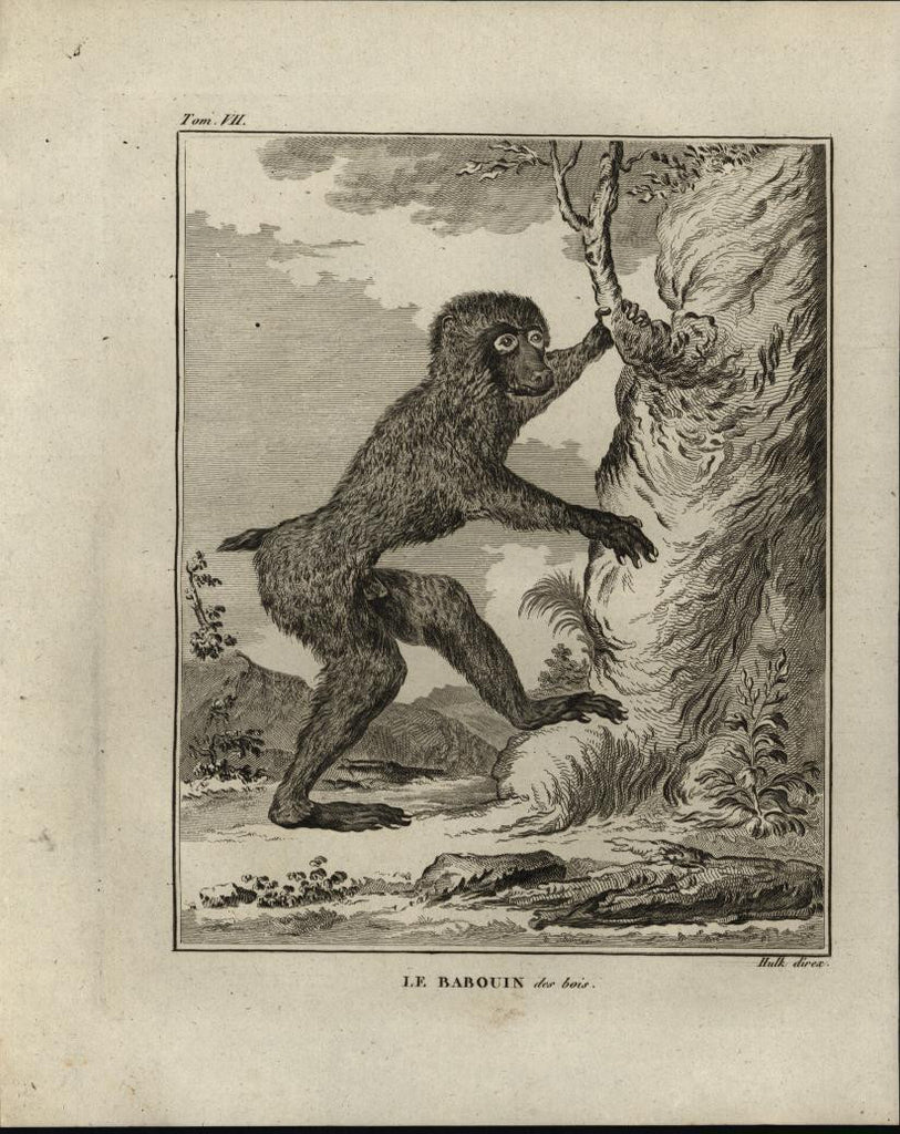 Young Baboon Climbing Tree 1799 scarce antique engraved animal print