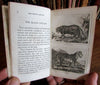 American illustrated juvenile 1832 mammals lion tiger cougar cats rare old book