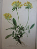 Botanical prints plants of Alps Europe c.1880-1900 collection x 10 old prints