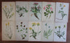 Botanical prints plants of Alps Europe c.1880-1900 collection x 10 old prints