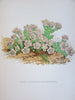 Botanical old prints c.1890's lot of 10 color lithographs flowers plants