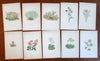 Botanical old prints c.1890's lot of 10 color lithographs flowers plants