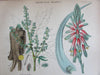 Botanical prints c.1874 lot x 10 medical vegetable dyes ipecac botany lovely