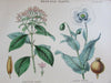 Botanical prints c.1874 lot x 10 medical vegetable dyes ipecac botany lovely