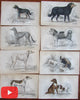 Dogs of the world c.1840 old engraved prints hand colored lot x 16 types