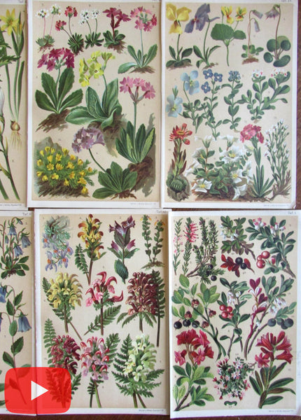 Botanicals Alpine flowers Europe 1904 Zurich Frankfurt lot x 12 chromo prints