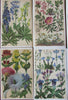 Botanicals Alpine flowers Europe 1904 Zurich Frankfurt lot x 12 chromo prints