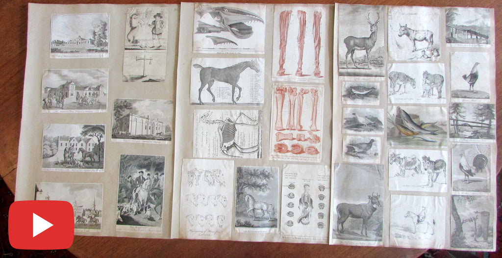 Collection 30 old prints of animals horses dogs c.1810-30's unique