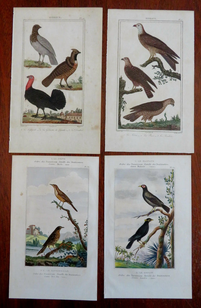 Ornithology Birds Thrush Reed Buzzard Turkey c. 1840's Lot x 4 hand color prints