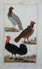 Ornithology Birds Thrush Reed Buzzard Turkey c. 1840's Lot x 4 hand color prints