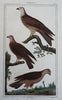 Ornithology Birds Thrush Reed Buzzard Turkey c. 1840's Lot x 4 hand color prints