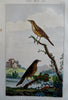 Ornithology Birds Thrush Reed Buzzard Turkey c. 1840's Lot x 4 hand color prints