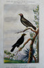 Ornithology Birds Thrush Reed Buzzard Turkey c. 1840's Lot x 4 hand color prints