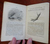 Child's Companion & Juvenile Instructor Dec. 1863 illustrated children's book