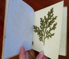 Scrapbook Poetry Valentines Floral Prints 1852 pictorial souvenir keepsake album