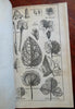 Canada Nova Scotia botanical plates Wren church Fontainbleau 1750 London mag.