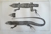 Reptiles Zoological Prints Lot x 8 engravings 1853 Stansbury Expedition prints