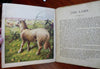 Zoological Garden Animals Children's Story c. 1870's color children's book