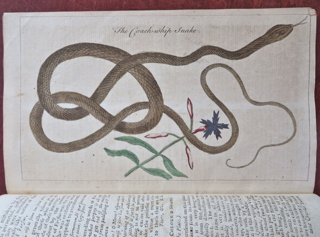 French America China British Colonial America 1755 Natural history prints snake
