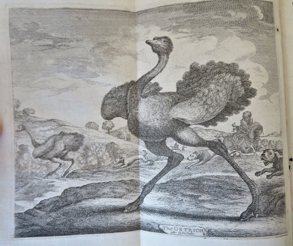 Ostrich engraving + 8 Coats of Arms English Peerage plates 1748 rare London mag.