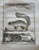 Natural History 1765 Sloths Mice Bats Rodents rare book 59 fine engraved plates